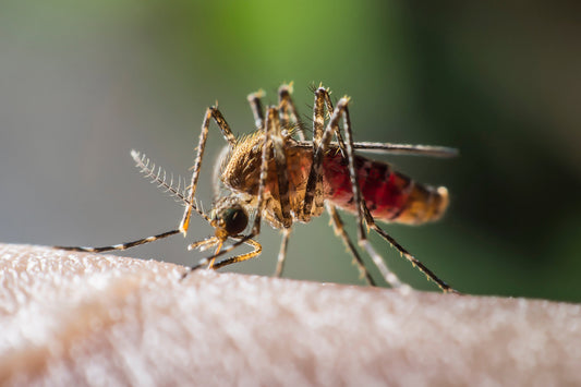 What Scents Do Mosquitoes Hate? Enjoy Being Outside Without Bug Spray