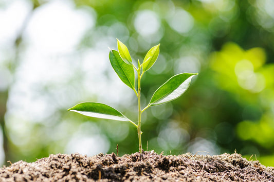 Happy Earth Day!  Living Green with Spongelle Beyond Cleansing